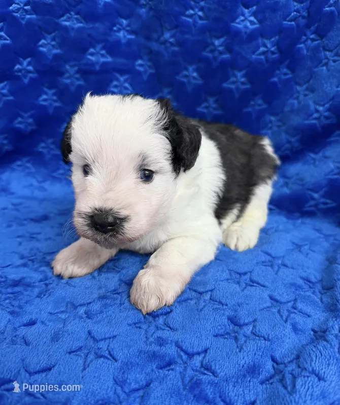 Wade – Miniature Schnauzer puppy for sale in Scurry, TX