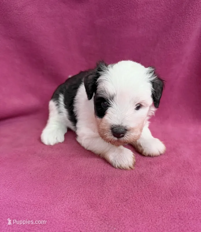 Dixie – Miniature Schnauzer puppy for sale in Scurry, TX