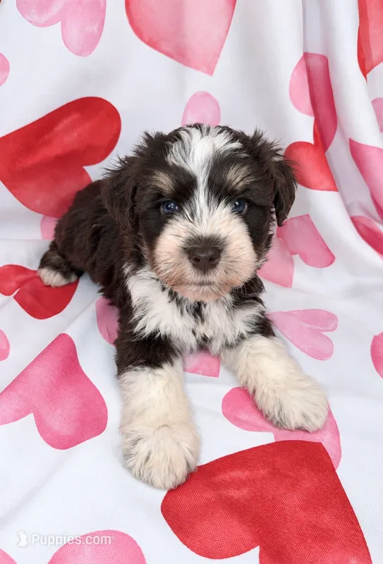 Josie – Miniature Schnauzer puppy for sale in Scurry, TX