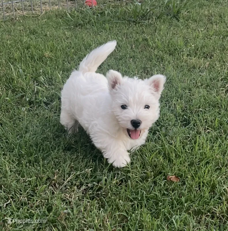 Sadie – West Highland White Terrier puppy for sale in Scurry, TX