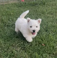 Sadie, a female West Highland White Terrier for sale in Scurry, TX – 1 of 4
