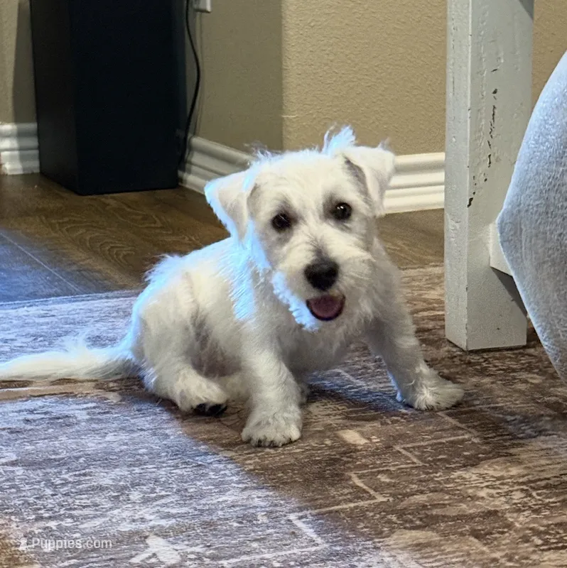 Milo – West Highland White Terrier puppy for sale in Scurry, TX