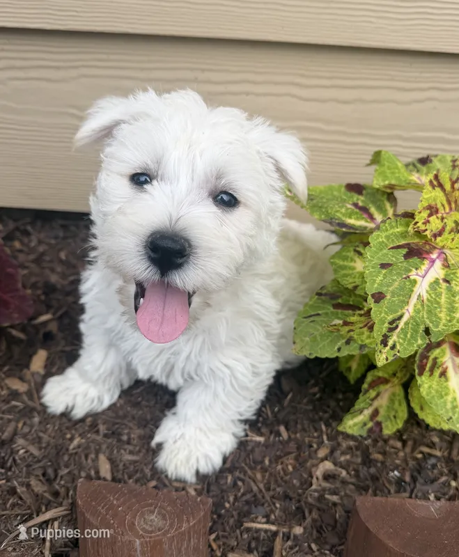 Storm – West Highland White Terrier puppy for sale in Scurry, TX