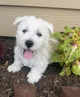 Storm, a male West Highland White Terrier for sale in Scurry, TX – 1 of 1