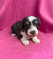 Josie, a female Miniature Schnauzer for sale in Scurry, TX – 1 of 1