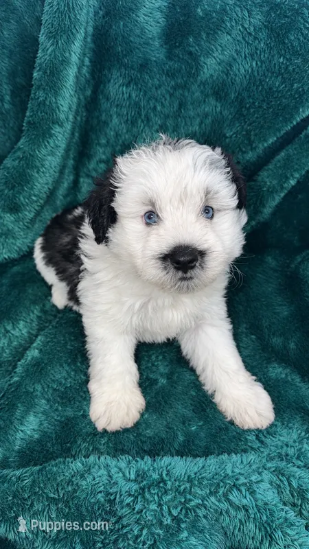 Wade – Miniature Schnauzer puppy for sale in Scurry, TX