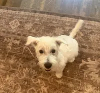 Max, a male West Highland White Terrier for sale in Scurry, TX – 2 of 4