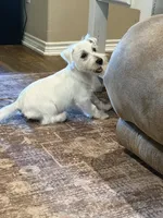 Milo, a male West Highland White Terrier for sale in Scurry, TX – 2 of 2