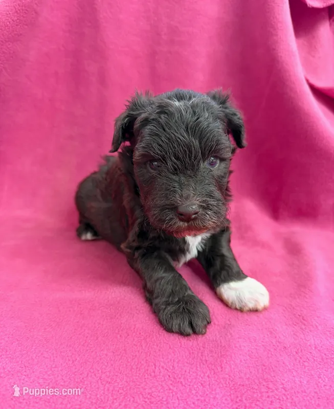 Pearl – Miniature Schnauzer puppy for sale in Scurry, TX