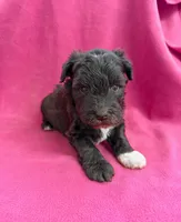 Pearl, a female Miniature Schnauzer for sale in Scurry, TX – 1 of 1