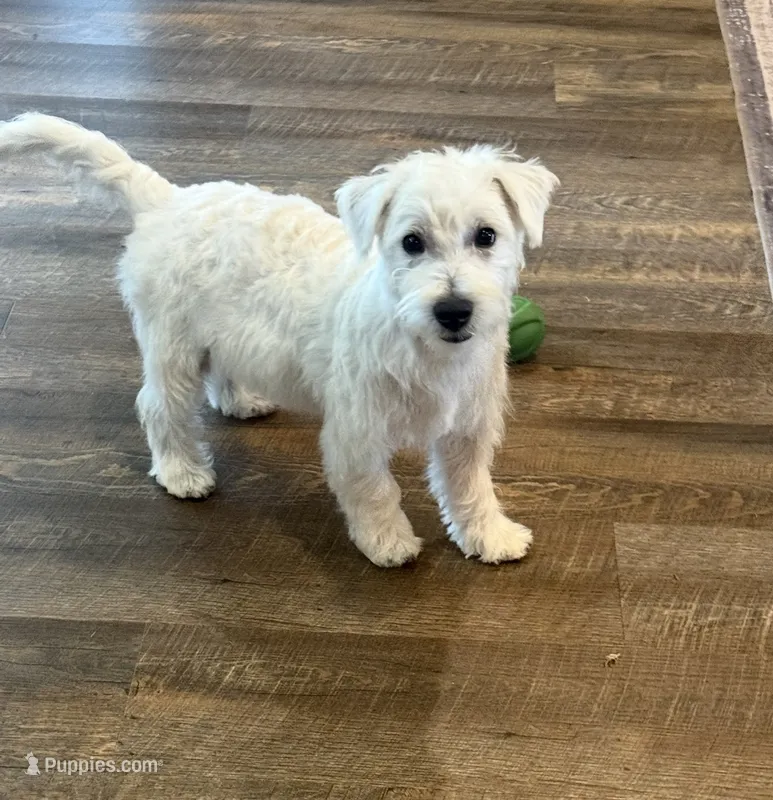Max – West Highland White Terrier puppy for sale in Scurry, TX