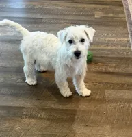 Max, a male West Highland White Terrier for sale in Scurry, TX – 1 of 4