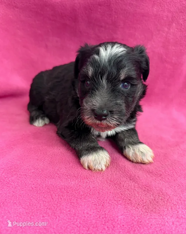 Sadie – Miniature Schnauzer puppy for sale in Scurry, TX