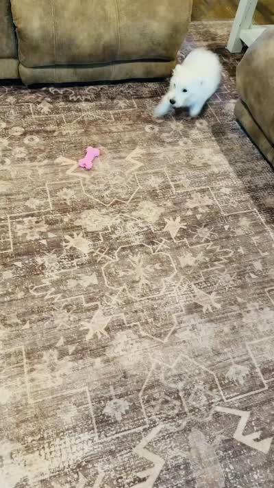 Bo, a male West Highland White Terrier for sale in Scurry, TX – 2 of 2