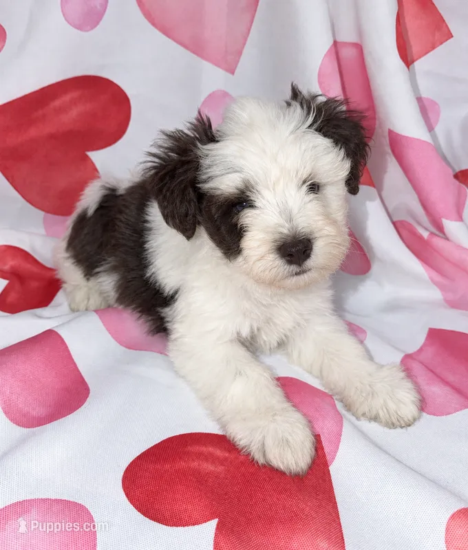Dixie – Miniature Schnauzer puppy for sale in Scurry, TX