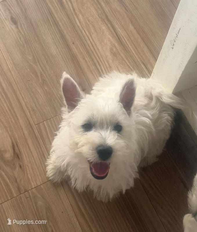 Ace – West Highland White Terrier puppy for sale in Scurry, TX