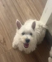 Ace, a male West Highland White Terrier for sale in Scurry, TX – 1 of 2