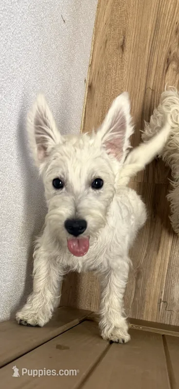 Max – West Highland White Terrier puppy for sale in Scurry, TX