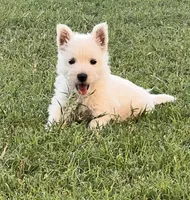Sadie, a female West Highland White Terrier for sale in Scurry, TX – 4 of 4