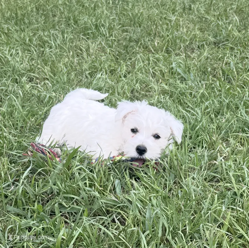 Rex – West Highland White Terrier puppy for sale in Scurry, TX