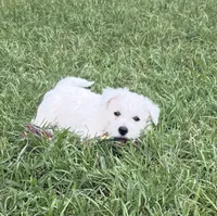 Rex, a male West Highland White Terrier for sale in Scurry, TX – 1 of 4