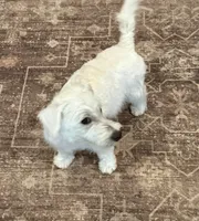 Max, a male West Highland White Terrier for sale in Scurry, TX – 4 of 4