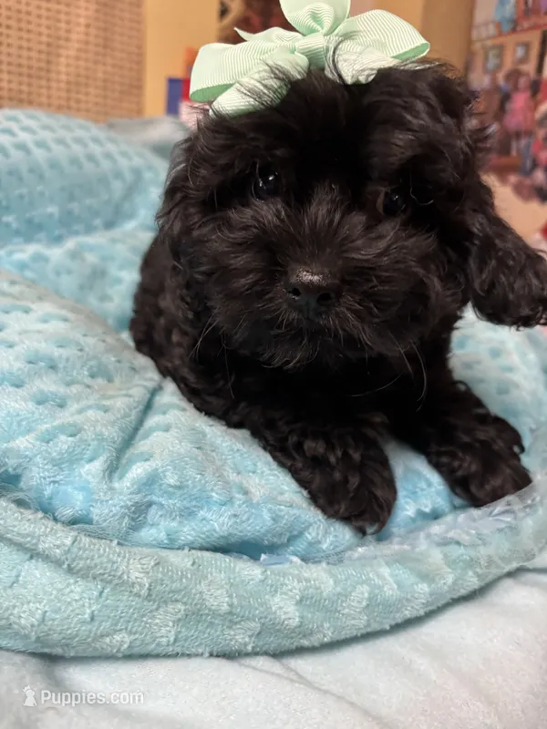 Jay-Jay  – Shihpoo puppy for sale in Ashland, OH