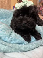 Jay-Jay , a male Shihpoo for sale in Ashland, OH – 2 of 5