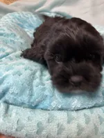 Jay-Jay , a male Shihpoo for sale in Ashland, OH – Photo 3 of 4