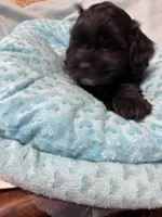 Jay-Jay , a male Shihpoo for sale in Ashland, OH – Photo 2 of 4