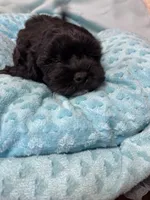 Jay-Jay , a male Shihpoo for sale in Ashland, OH – Photo 4 of 4