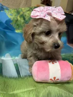 Tinkerbell, a female Yorkipoo for sale in Ashland, OH – 6 of 6