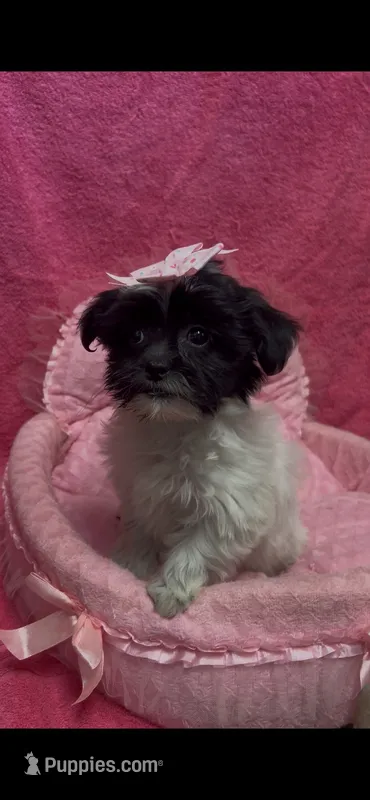 Bridgette – Shihpoo puppy for sale in Ashland, OH