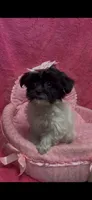 Bridgette, a female Shihpoo for sale in Ashland, OH – 1 of 3