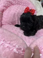 Pixie, a female Shihpoo for sale in Ashland, OH – Photo 2 of 5