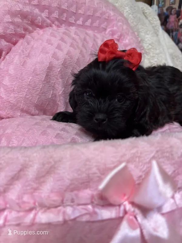 Pixie – Shihpoo puppy for sale in Ashland, OH