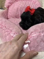 Pixie, a female Shihpoo for sale in Ashland, OH – Photo 4 of 5