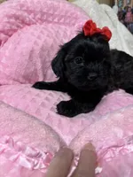 Pixie, a female Shihpoo for sale in Ashland, OH – Photo 3 of 5