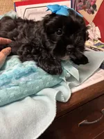 Honey Bear , a male Shihpoo for sale in Ashland, OH – 7 of 8