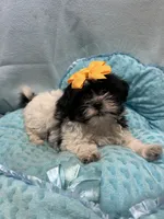 Bucky, a male Shihpoo for sale in Ashland, OH – 3 of 4