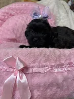 Penny , a female Shihpoo for sale in Ashland, OH – Photo 6 of 6