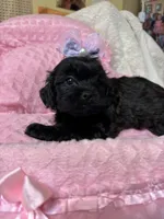 Penny , a female Shihpoo for sale in Ashland, OH – Photo 4 of 6