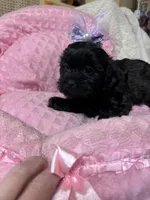 Penny , a female Shihpoo for sale in Ashland, OH – Photo 3 of 6