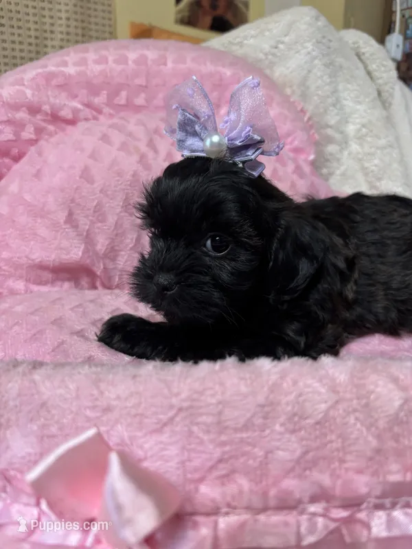 Penny  – Shihpoo puppy for sale in Ashland, OH