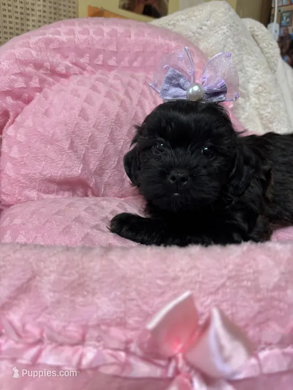 Penny  – Shihpoo puppy for sale in Ashland, OH