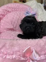 Penny , a female Shihpoo for sale in Ashland, OH – Photo 1 of 6