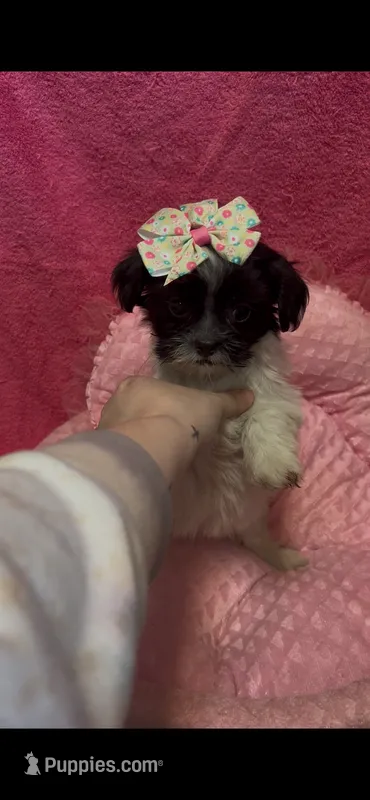 Buttercup  – Shihpoo puppy for sale in Ashland, OH