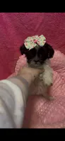 Buttercup , a female Shihpoo for sale in Ashland, OH – 1 of 4