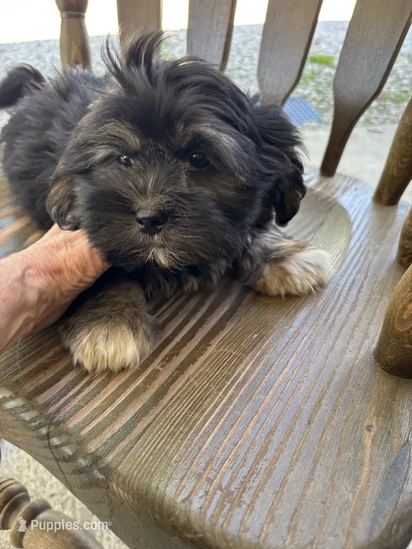 Tucker – Shihpoo puppy for sale in Ashland, OH