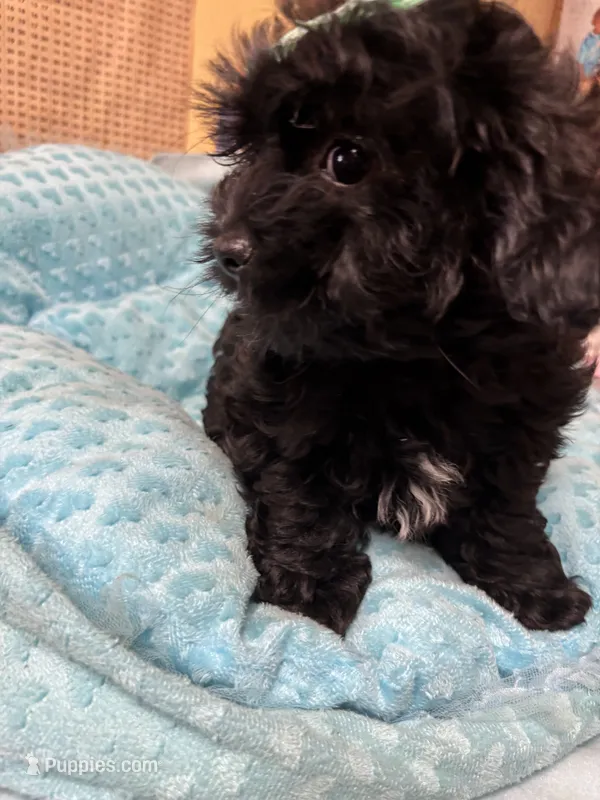 Honey Bear  – Shihpoo puppy for sale in Ashland, OH